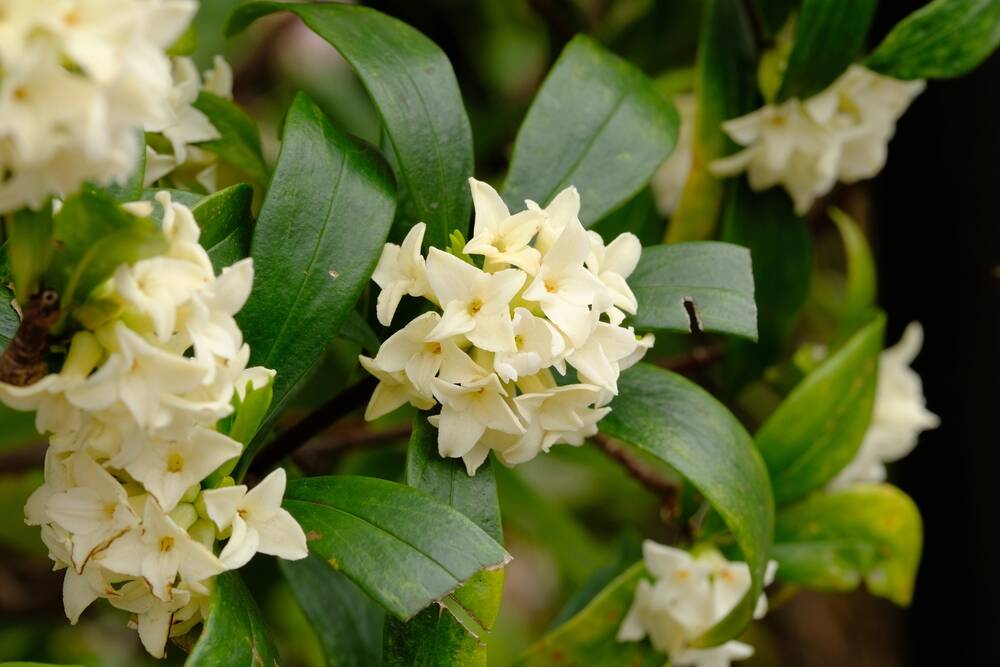A small bunch of daphne is enough to perfume an entire room. Picture: Shutterstock