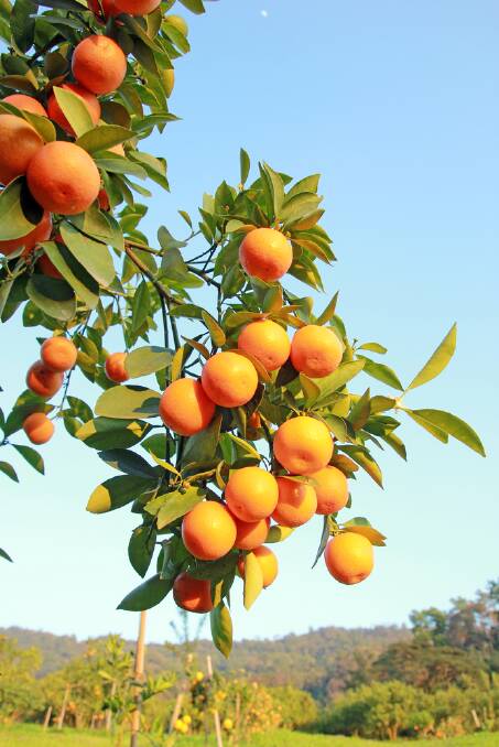 Freshly squeezed orange juice tastes of sunshine. Picture: Shutterstock
