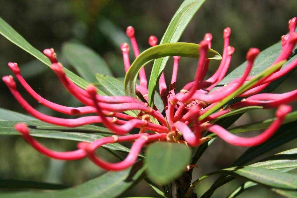 A Monga Waratah in flower. Picture: Cheryl Hodges