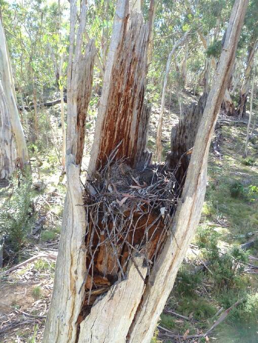 A lyrebird nest, located in a broken tree trunk a couple of metres above ground level. Picture: Matthew Higgins