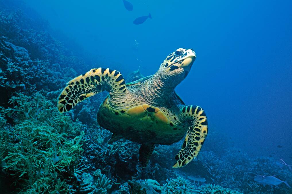 A Hawksbill turtle in the Maldives.