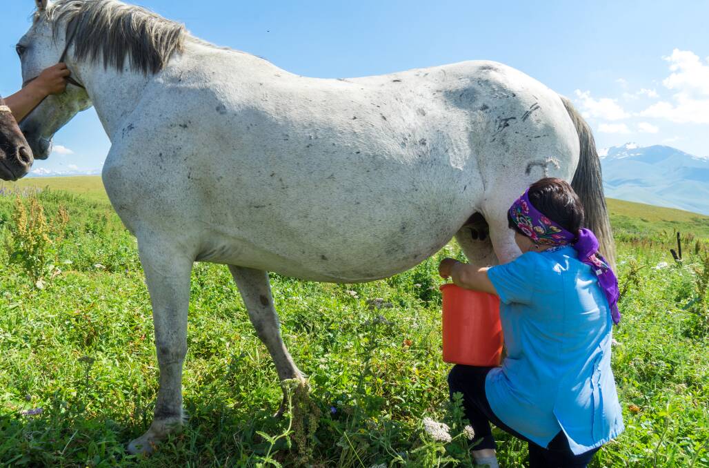 A horse is milked in Kyrgyzstan, where the drink is an important part of the culture.