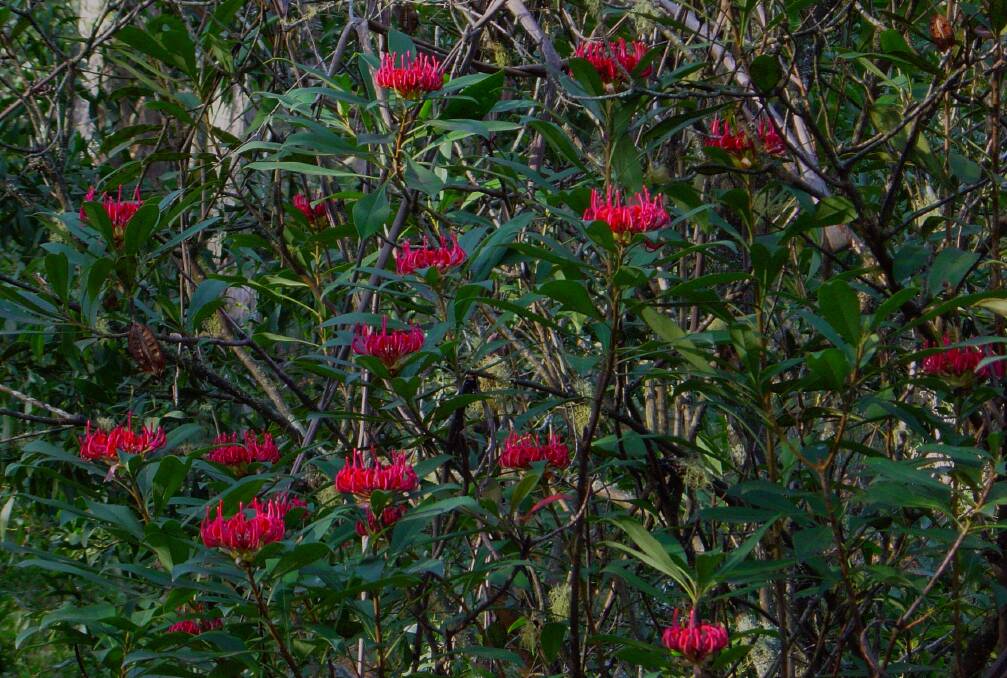 A tree waratah, the perfect hiding spot for rosellas. Picture: John Blay