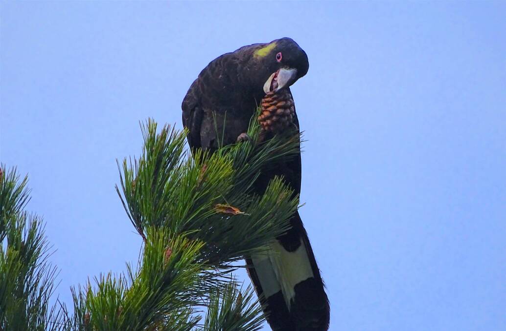 A black cockatoo tucks into a pine cone at Isaacs Pines. Picture: Mike Sim