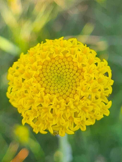 A Yass daisy. Picture by Scott Yates