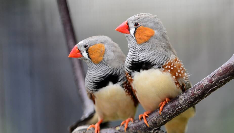 Zebra finches, like little vibrating Sirens, dare you into the grass. Picture: Shutterstock