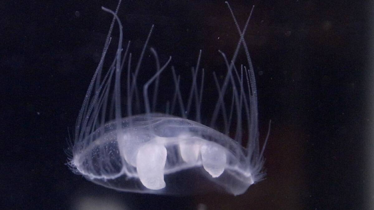 The sting of a freshwater jellyfish is not painful to humans. Picture: OpenCage/Wikimedia
