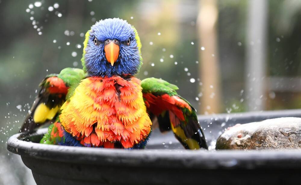 Birds have five options when it comes to cooling down. Picture Shutterstock