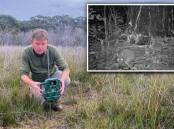 Dr Andrew Claridge sets up a wildlife camera in the field to capture images like this one (inset) of a long-nosed potoroo with a juvenile at foot. Picture: Ben Abernethy NPWS, Dr Andrew Claridge