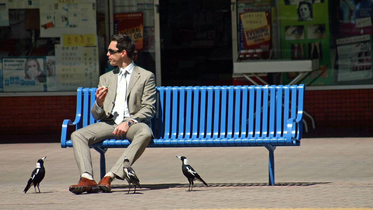 A Canberran enjoys lunch in Civic with three magpies in tow. Picture: David Jenkins