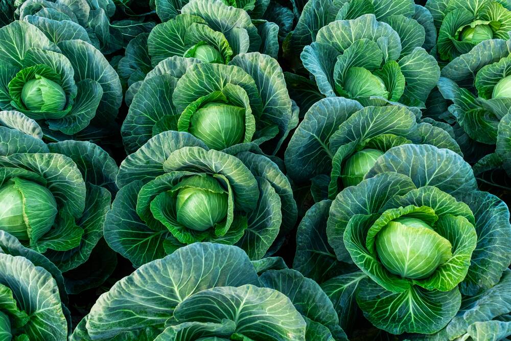 The best cabbages need a good hard frost to sweetened them. Picture: Shutterstock
