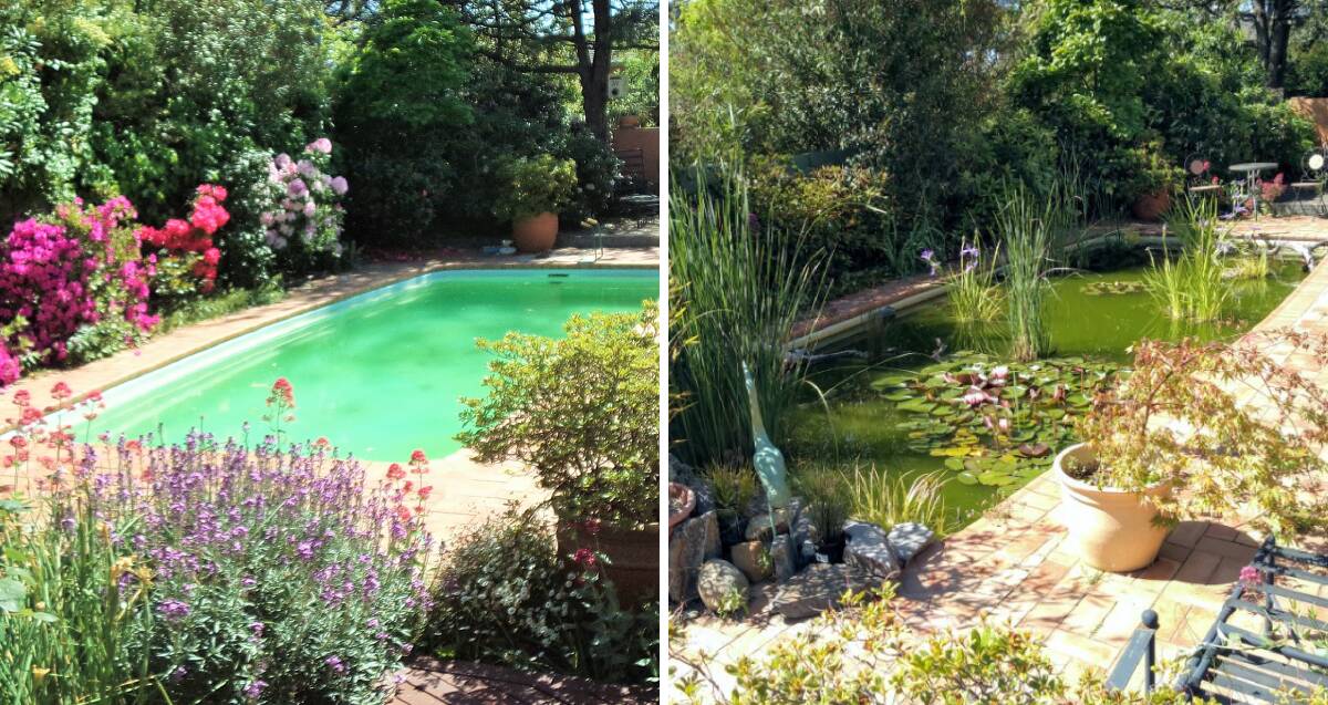 Four years on, Miss Fisher's Weston Creek pool is home to a diverse mix of plants, fish, insects and birds. Pictures: Supplied, Margaret O'Callaghan