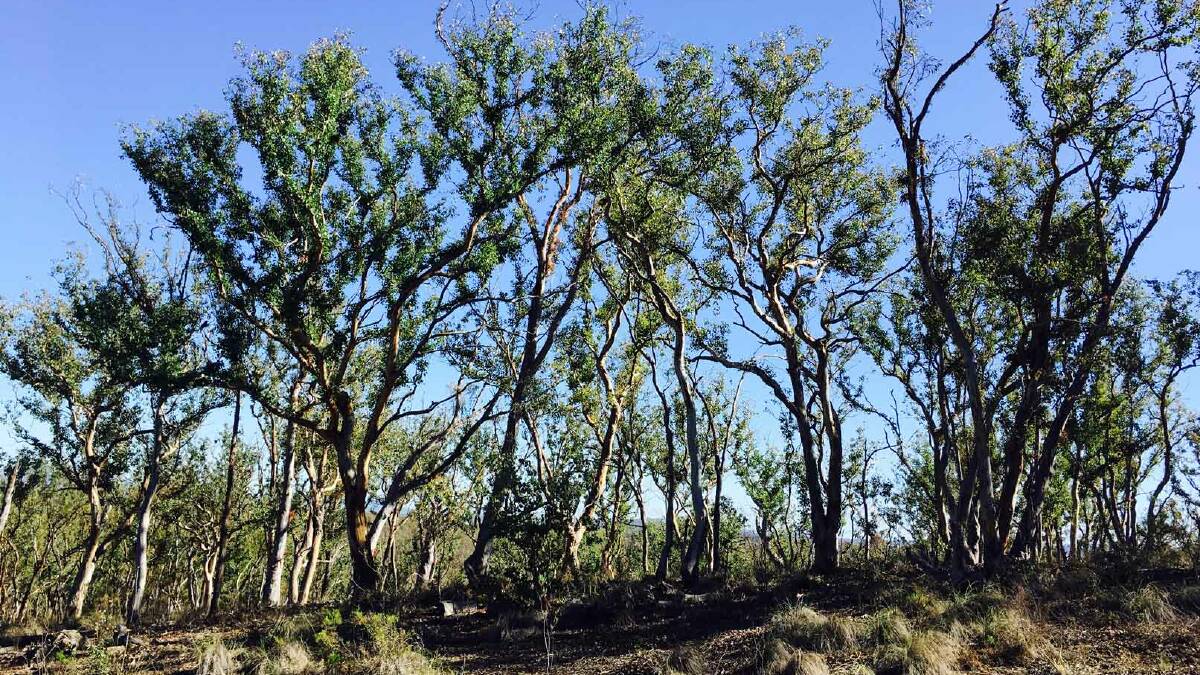 The same ridge of red box trees earlier this week, showing significant signs of recovery. Picture: Rosemary Purdie