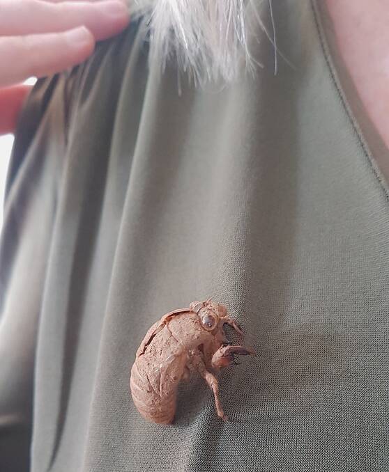 A cicada brooch. Picture: Sarah Streatfeild