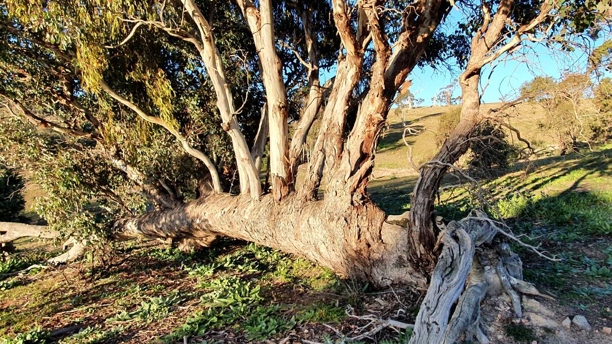 Branching out in Wanniassa Hills. Picture: David Evans