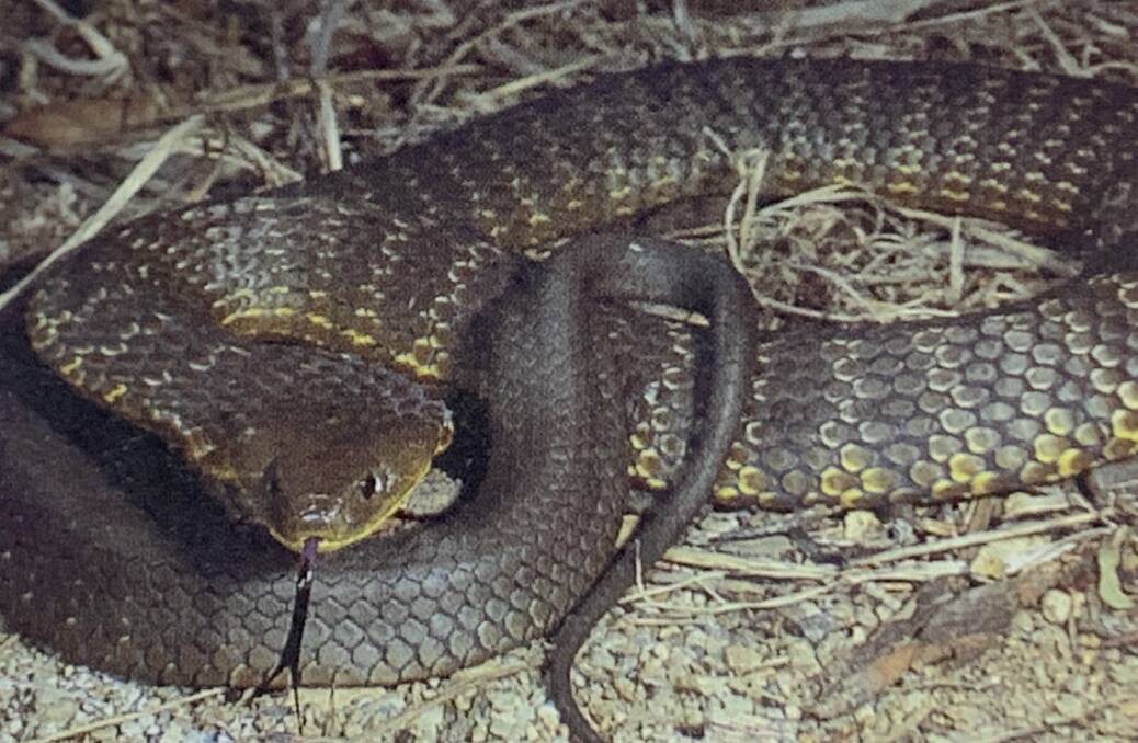 A Lake George tiger snake. Picture: John Wombey