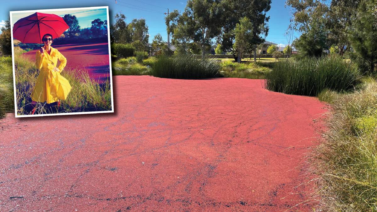 An azolla-covered dam at Strathnairn. Inset: Rose Higgins of Kambah strikes a pose at the 'red' dam in Cooleman Ridge Nature Reserve. Pictures by Janis Norman, Tim the Yowie Man