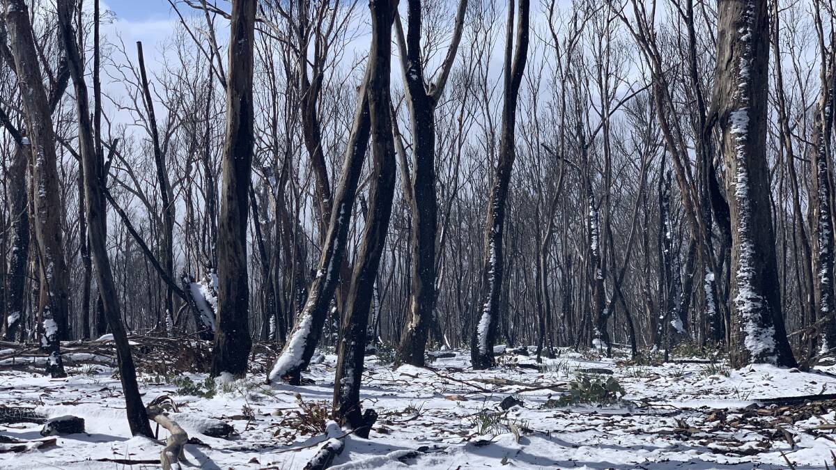 Snow clings to burnt tree trunks in Namadgi last month. Picture: Tim the Yowie Man