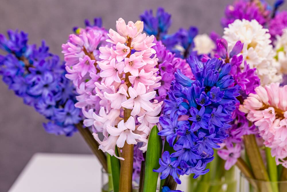 Hyacinth bulbs will bloom this winter if you buy them now. Picture: Shutterstock