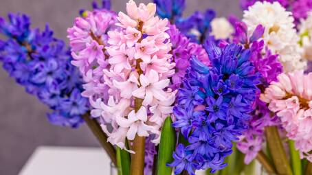 Hyacinth bulbs will bloom this winter if you buy them now. Picture: Shutterstock