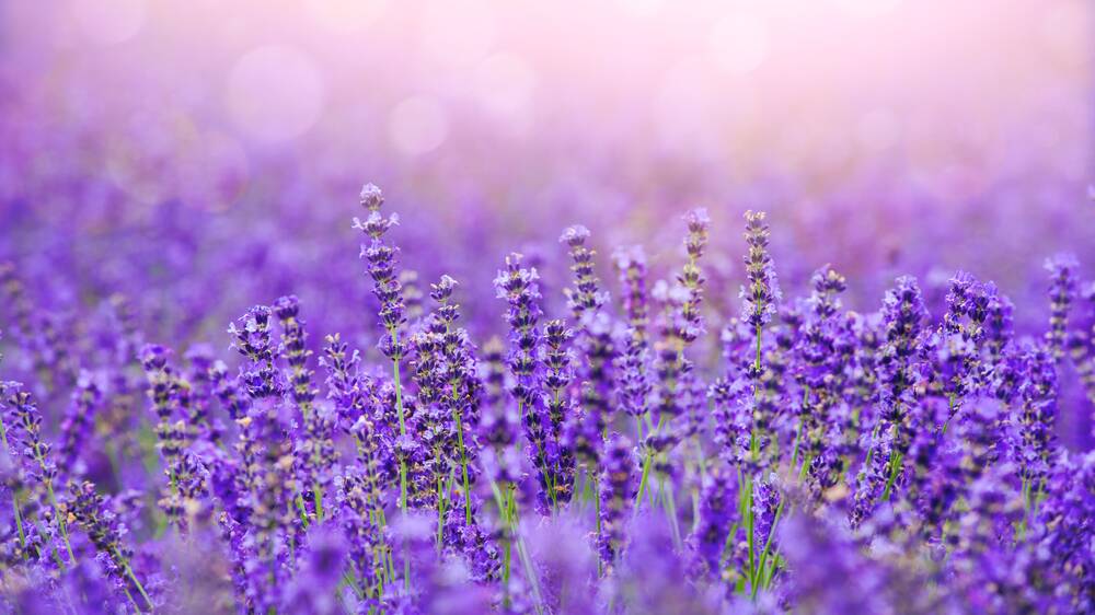 Give your lavender a dusting of lime once every year or two and it will be hardier, stronger and long-lived. Picture Shutterstock