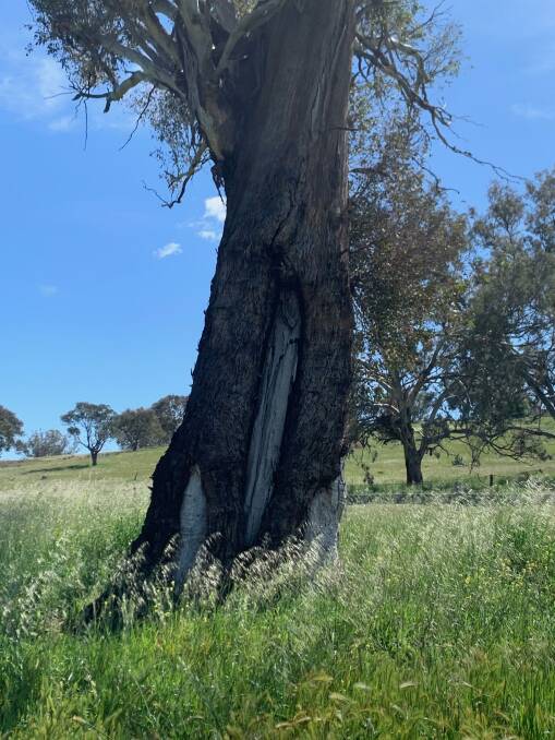 A canoe tree, one of many special Indigenous sites at Lanyon. Picture: Tim the Yowie Man