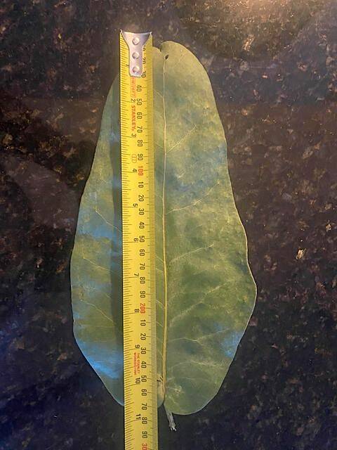 Giant-sized gum leaf found in O'Connor. Picture: by Anthony Munn
