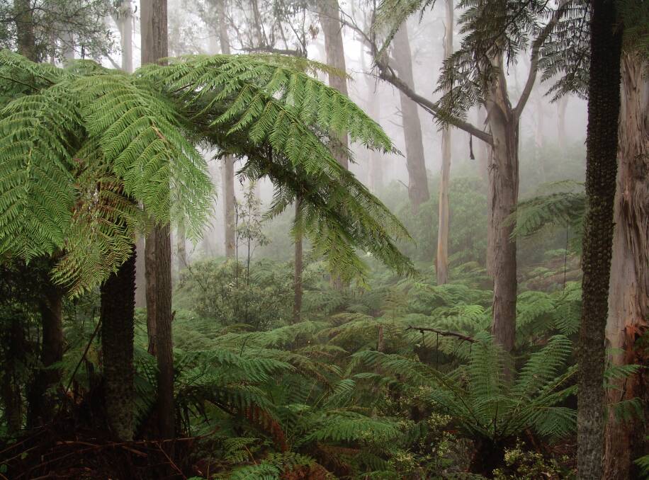 The misty fern forests of the Tantawangalo are like a sponge for the water catchments of the Bega Valley and Monaro. Picture: John Blay