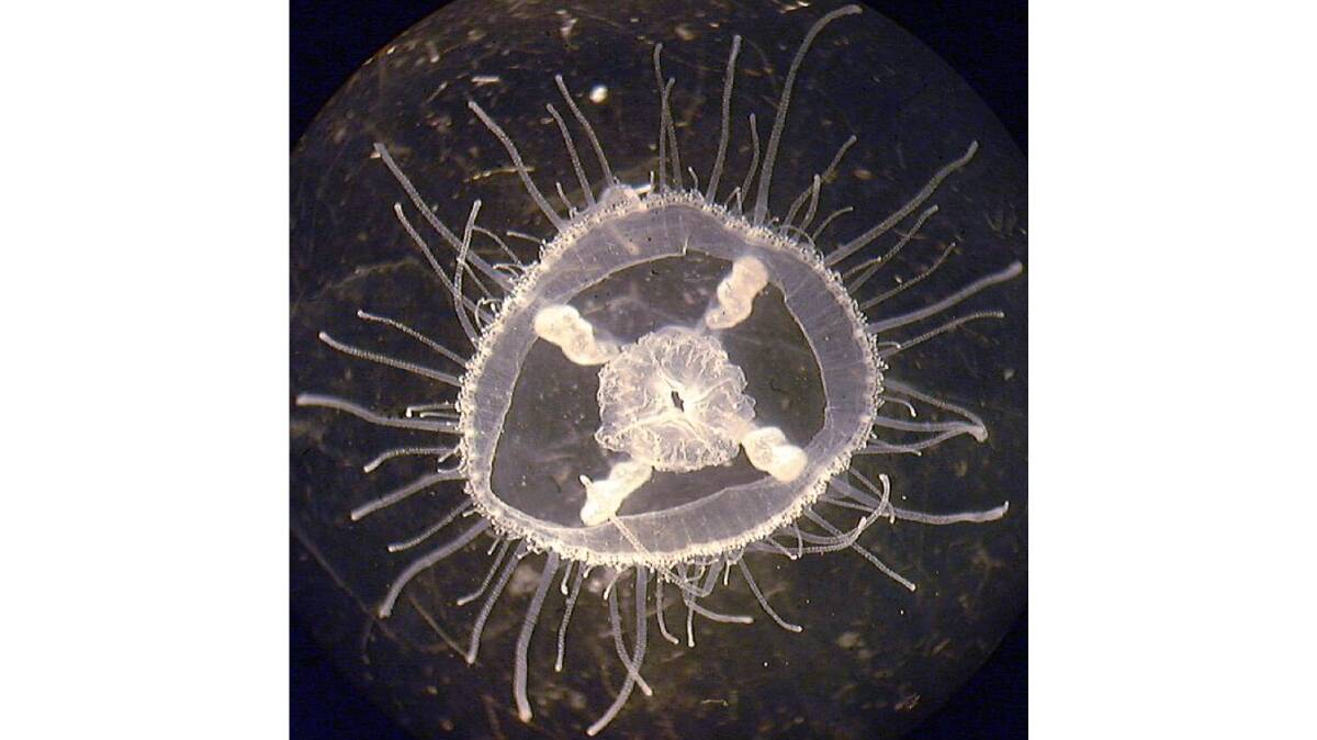 A close-up of a freshwater jellyfish. Picture: Lisa-ann Gershwin
