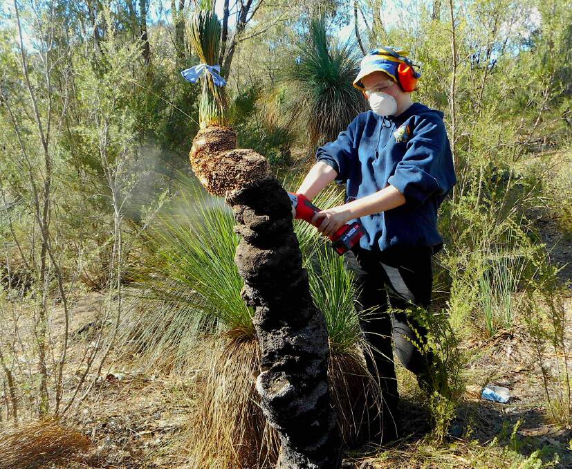 Student Jess Bridgart sands back the trunk of a grass tree at Tidbinbilla Nature Reserve. Picture: Tim the Yowie Man