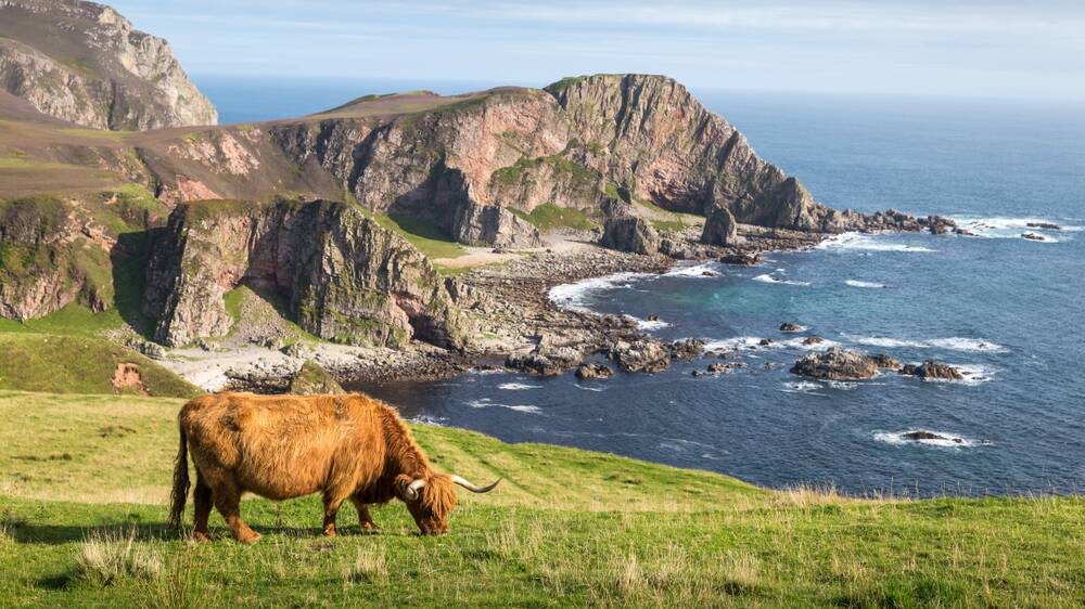 Come for the whisky and highland cattle. Picture Shutterstock