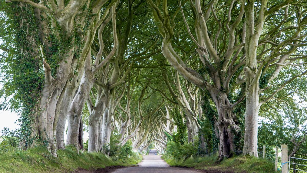 The Dark Hedges is one of the famous Game of Thrones filming locations near Belfast.
