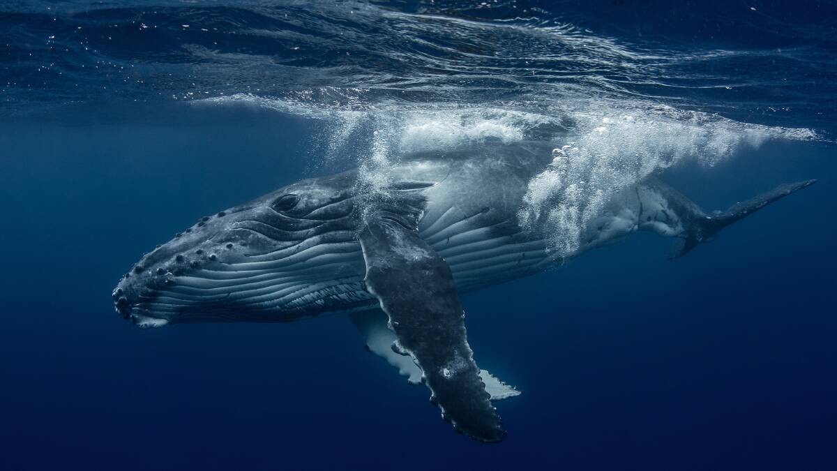 A humpback takes a quick peek at the underwater camera.