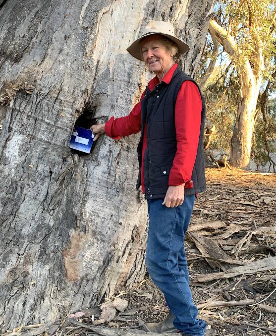 Postman's Tree on the Darling River at Bindara Station. Picture: Tim the Yowie Man