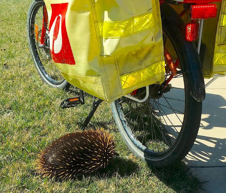 A Canberra postie gets up close and personal with an echidna. Picture: Supplied