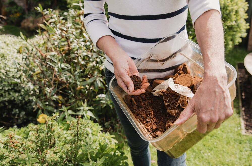 Keep the coffee grounds for the plants that love them. Picture: Shutterstock