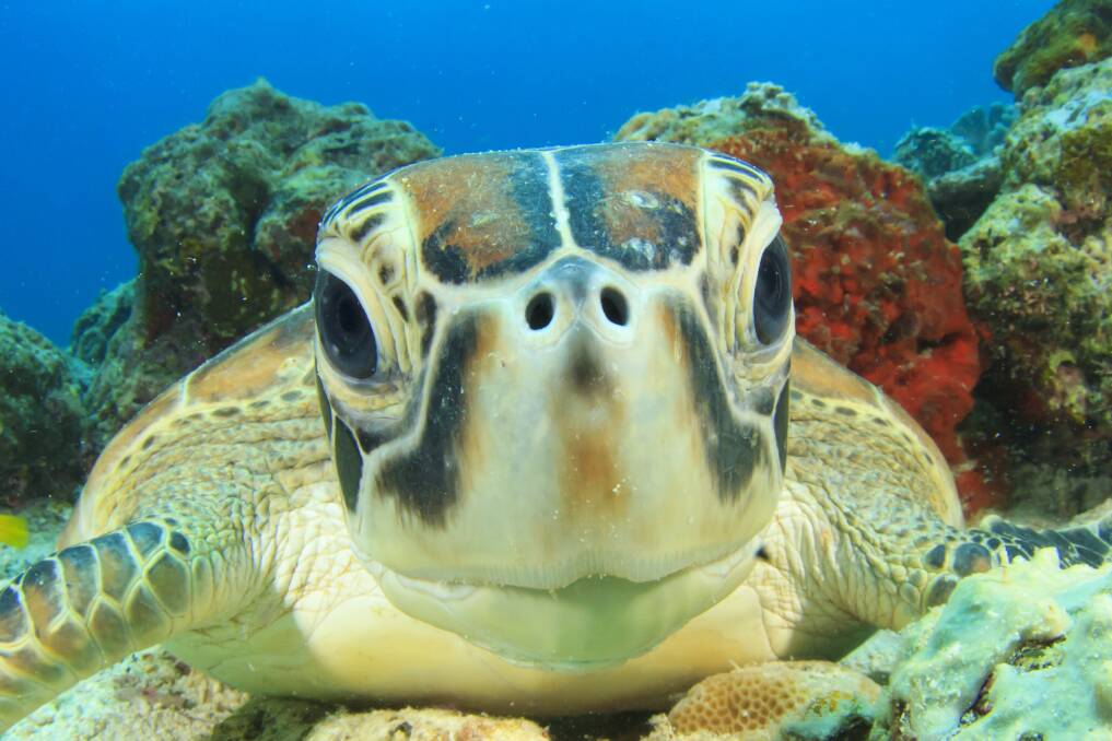 Without males for reproduction, the already endangered green sea turtle could become extinct. Picture Shutterstock
