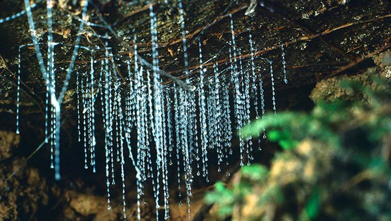 Bundanoon's magical glow worms. Picture by Morvern Valley Farm Stay