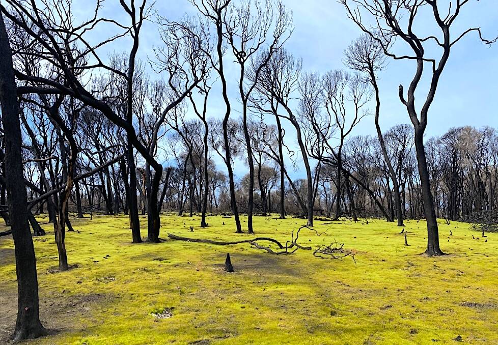 Technicolor moss in Ben Boyd National Park near Eden. Picture: Andrew Claridge