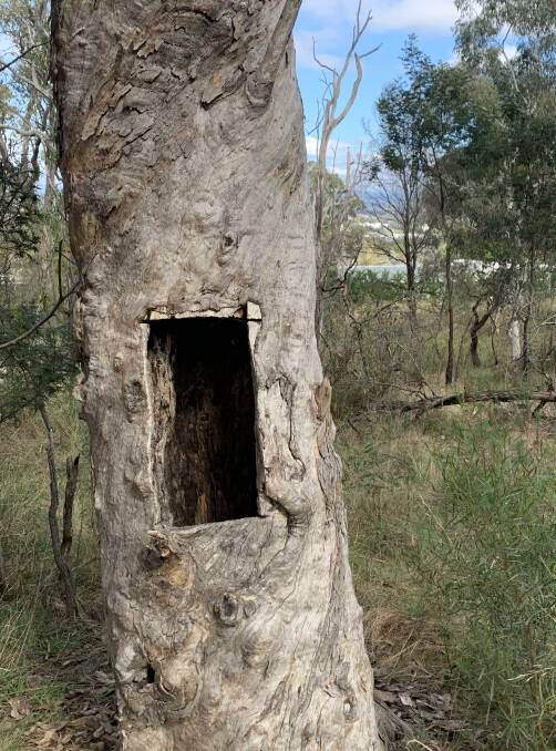 Recognise this tree? Picture: Tim the Yowie Man