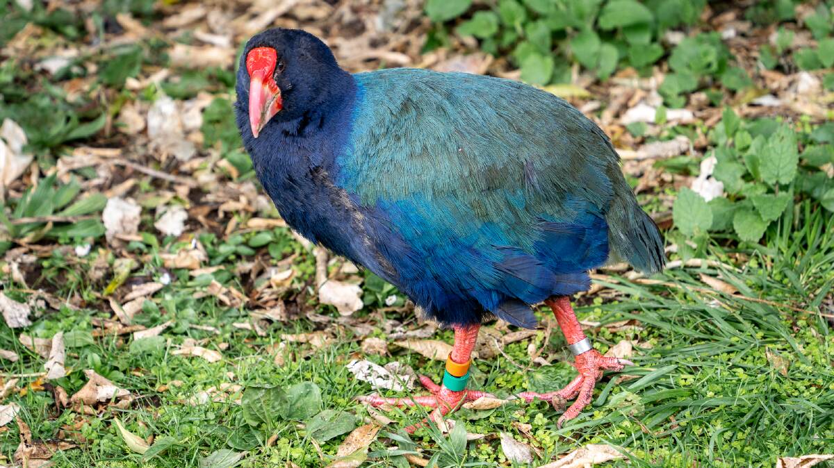 An endangered takahe bird at the Zealandia natural sanctuary. Picture by Michael Turtle 