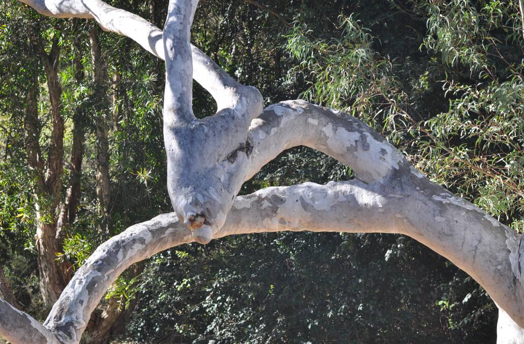 Part of Pryor's Tree. Picture: Heidi Gill