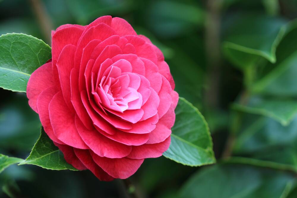 Japonica camellias are slower growing and do best in dappled shade. Picture: Shutterstock
