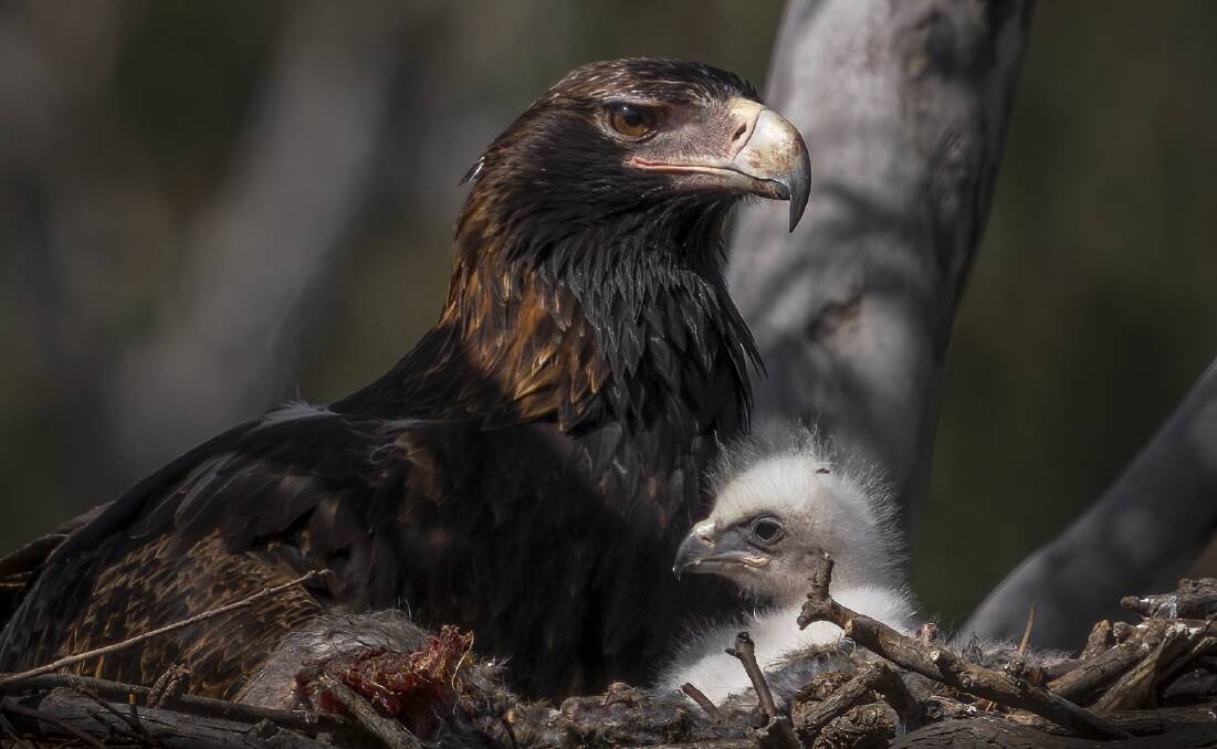 Wedge-tailed eagle and chick. Picture: Trevor Rix