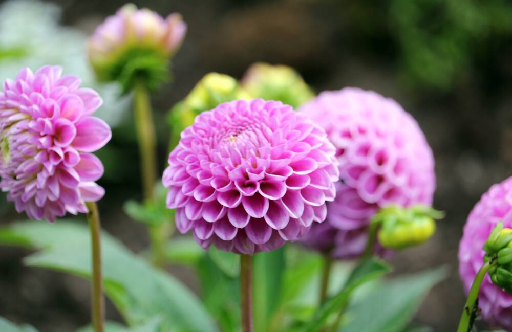 Dahlias are a great investment as the tubers multiply every year. Picture: Shutterstock
