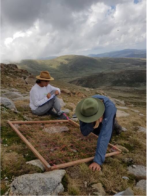 Researchers Scout Fisher (left) and Jack Dodd record plant species on the Kosciuszko NE snow patch. Picture supplied