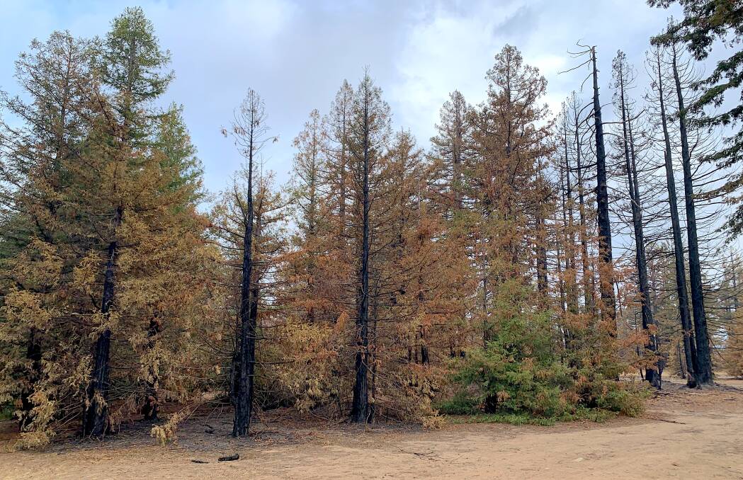 The recent Pialligo bushfire burnt a small section of the 100-year-old Pialligo Redwoods. Picture: Tim the Yowie Man