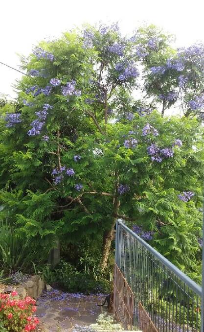 The Harriss's healthy jacaranda tree. Picture: Supplied