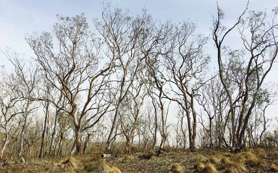 A ridge of defoliated red box trees on Black Mountain three days after the storm. Picture: Rosemary Purdie