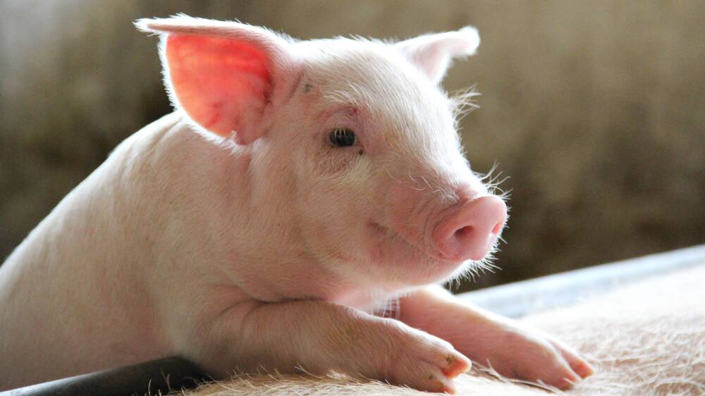 The movie about a young piglet raised to become a sheep herding star became a hit with audiences all over the world. Picture: Shutterstock